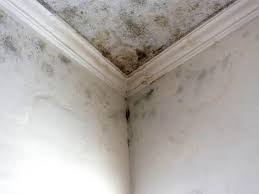 Best Asbestos and Lead Testing During Mold Inspection  in Oswego, IL